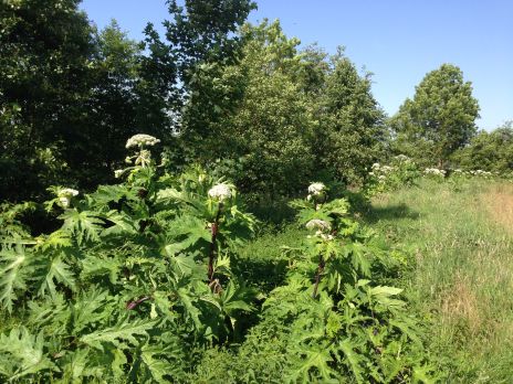 Travaux de lutte contre la Berce du Caucase : tranche 3 - Terminés 