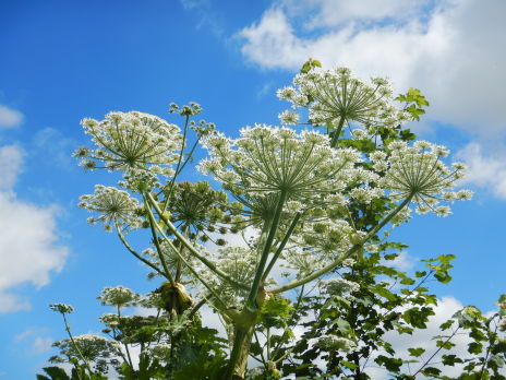 Programme pluriannuel de gestion des plantes exotiques envahissantes sur le bassin de la Serre amont