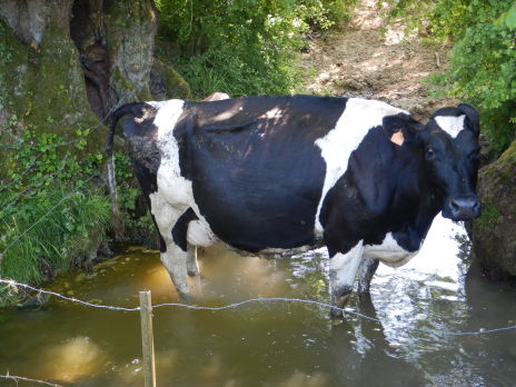 Mise en défens du cours d'eau de la Serre et de ses affluents - Lot 2 - PPRE Serre amont